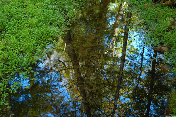 ForestStreamReflection