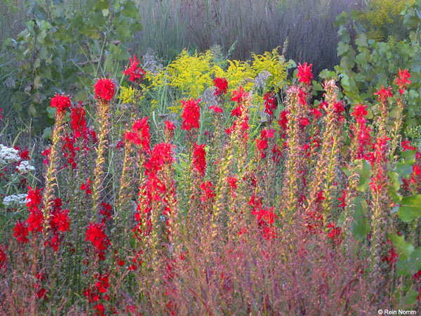 WildFlowers-Red4