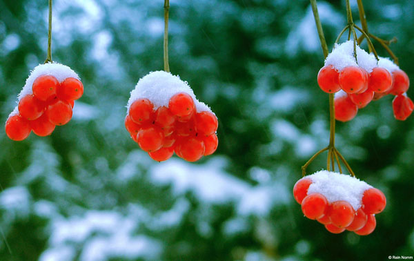 WinterBerriesRedGreen