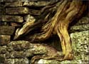 Imbedded-Tree-Roots