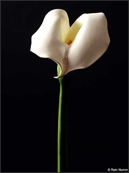 Calla