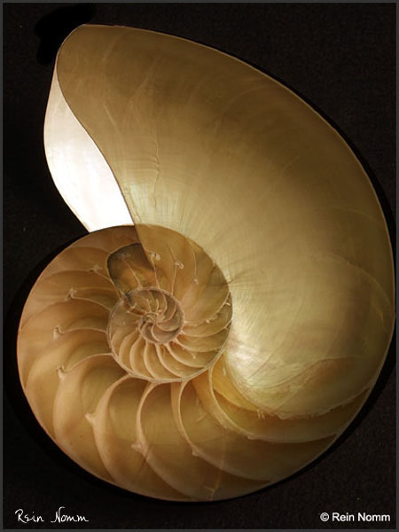 Nautilus